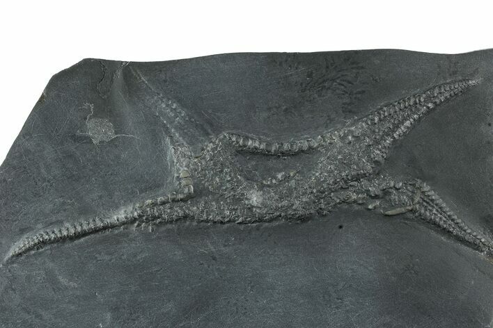 Rare, Pyritized Brittle Star (Euzonosoma) Fossil - Germany #231556